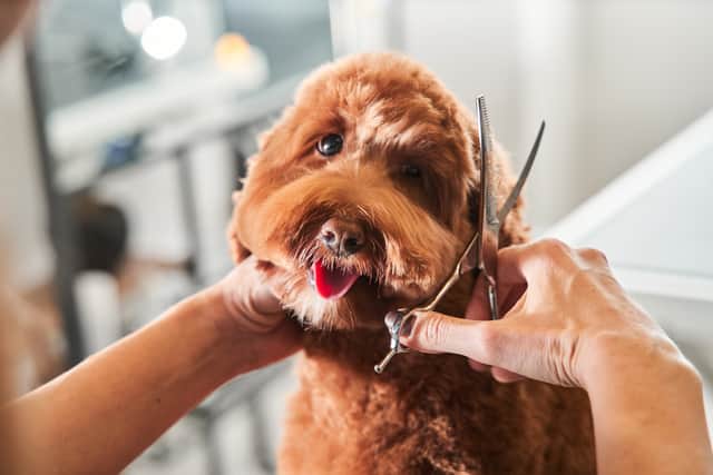 Dog groomers near my current hot sale location